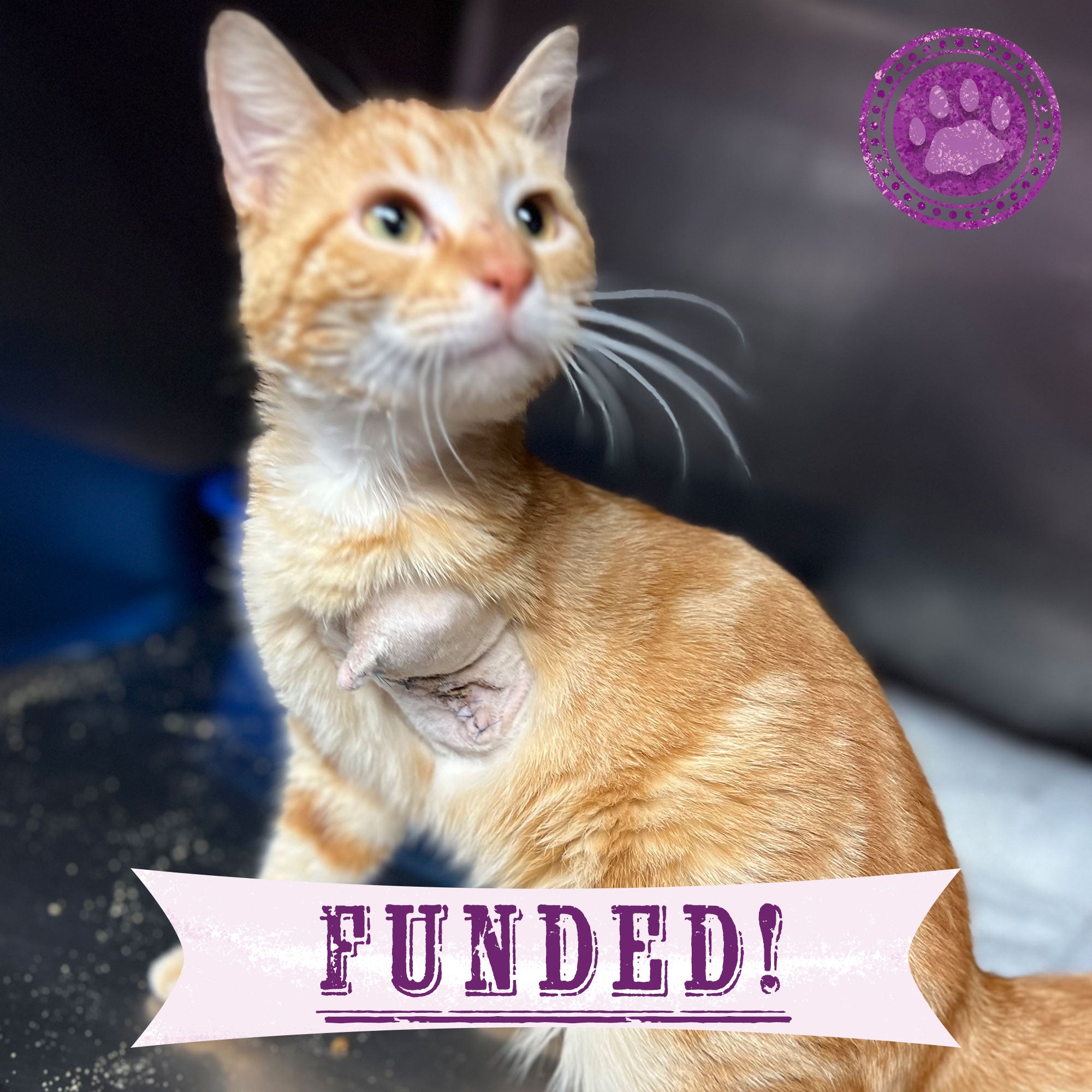 Funded - Help Pogo Walk Again、mySite、camillekostekn