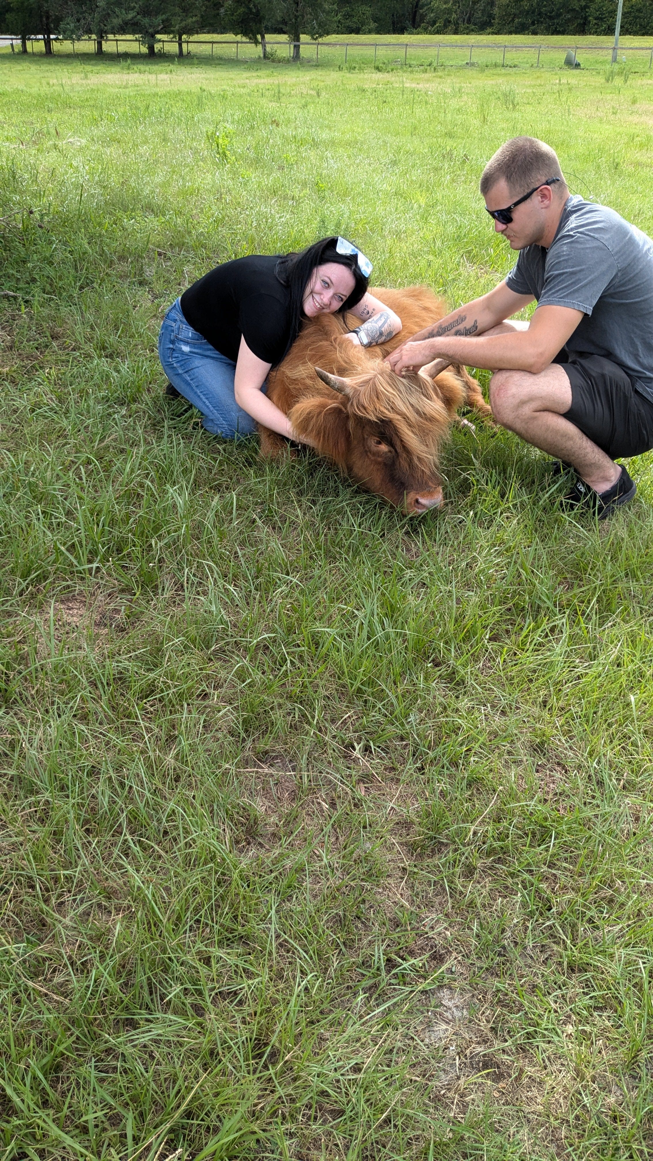 Cow Cuddle EXPERIENCES Gift Certificate-Great Gift Idea!、mySite、g9winljtr