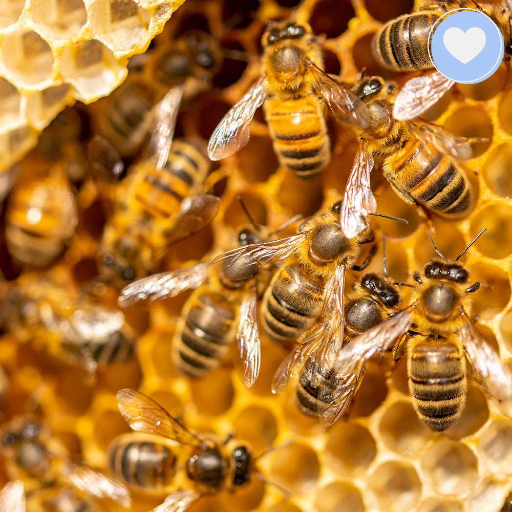 Giving Tuesday: Act Now Before Critically Endangered Species Disappear、mySite、camillekostekn