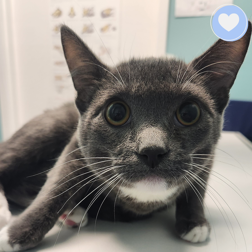 Funded: Help Zeek Walk Without Pain、mySite、camillekostekn