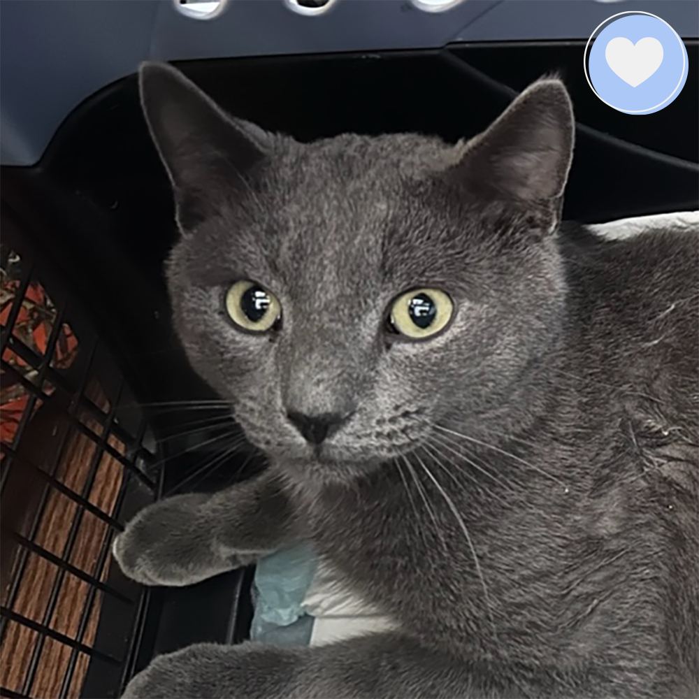 Funded: Help Abused Jasper Blu Walk Again、mySite、camillekostekn