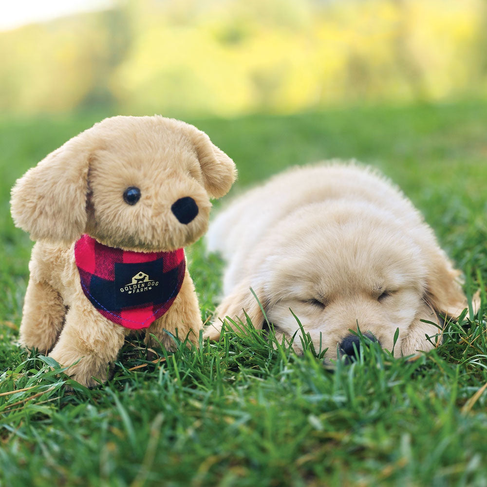 8 in. Golden Dog Farm Puppy, Red Buffalo、mySite、pszhyizbm