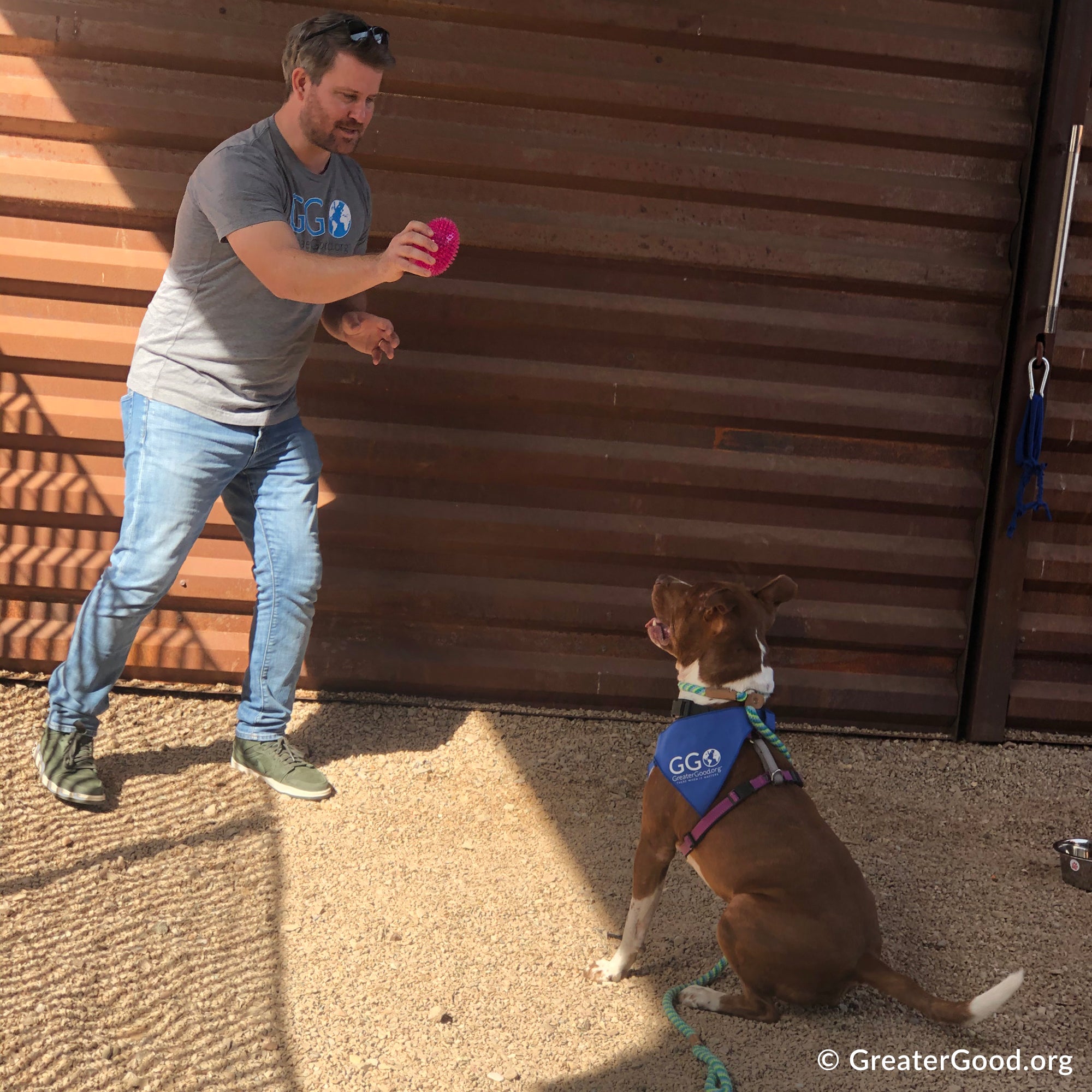 6th Annual Holiday Toy & Treat Drive: Bring Joy To a Shelter Pet、mySite、camillekostekn