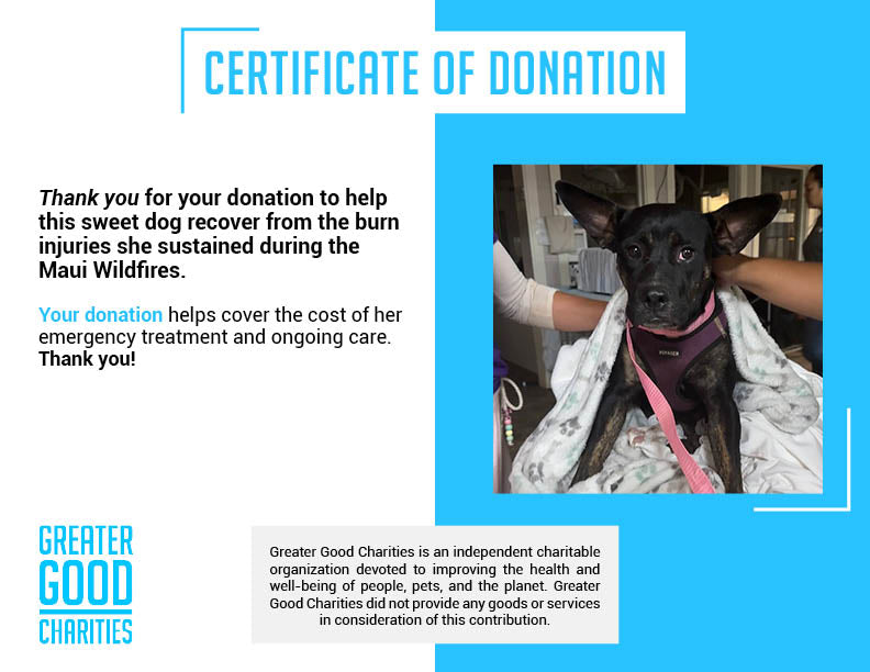 Funded - Help a Pup Saved From the Maui Wildfires、mySite、camillekostekn
