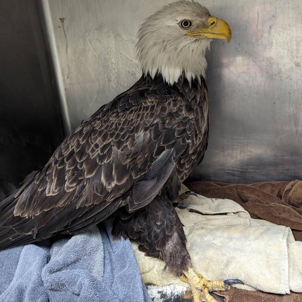 Help Bring Bald Eagle Back From Brink of Death、mySite、camillekostekn