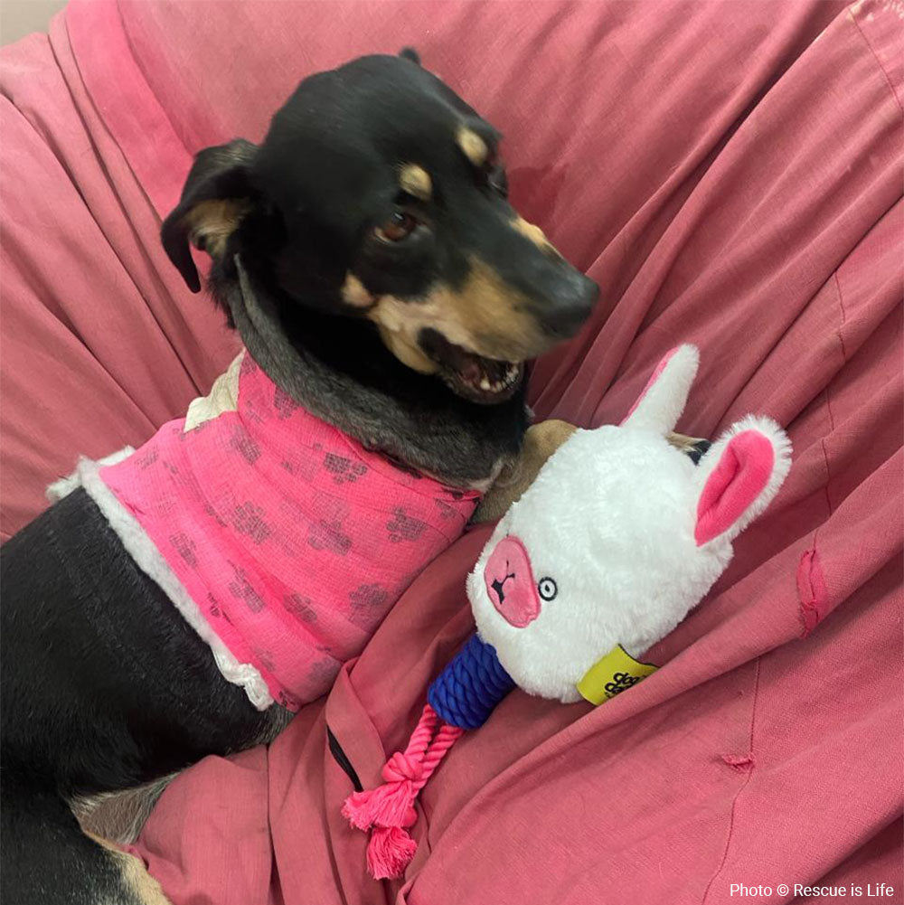 Funded: Help Skye-Lee Live Cancer-Free、mySite、camillekostekn