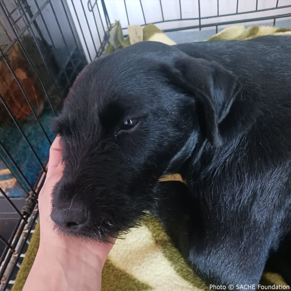 Funded: Help Heal Effie's Badly Broken Legs、mySite、camillekostekn