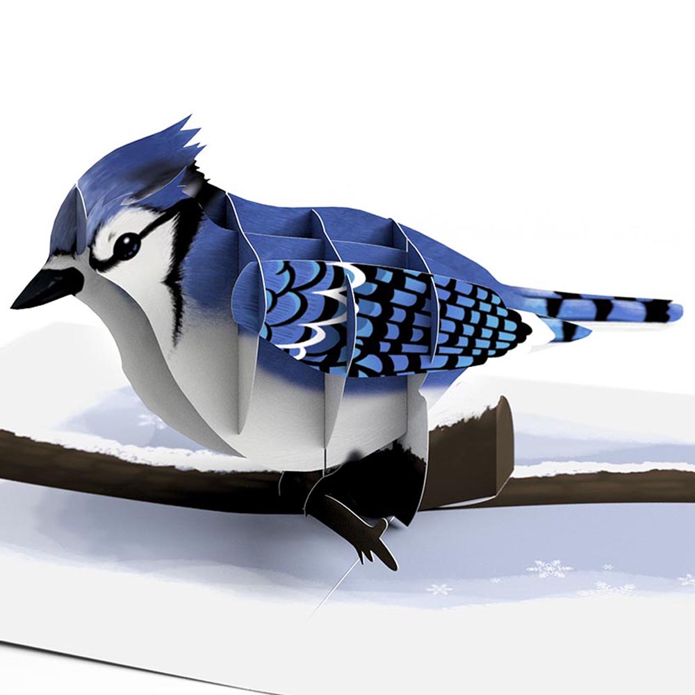 Winter Bird Box Set (Assorted 12-Pack): Paperpop® Card、mySite、solidvoid