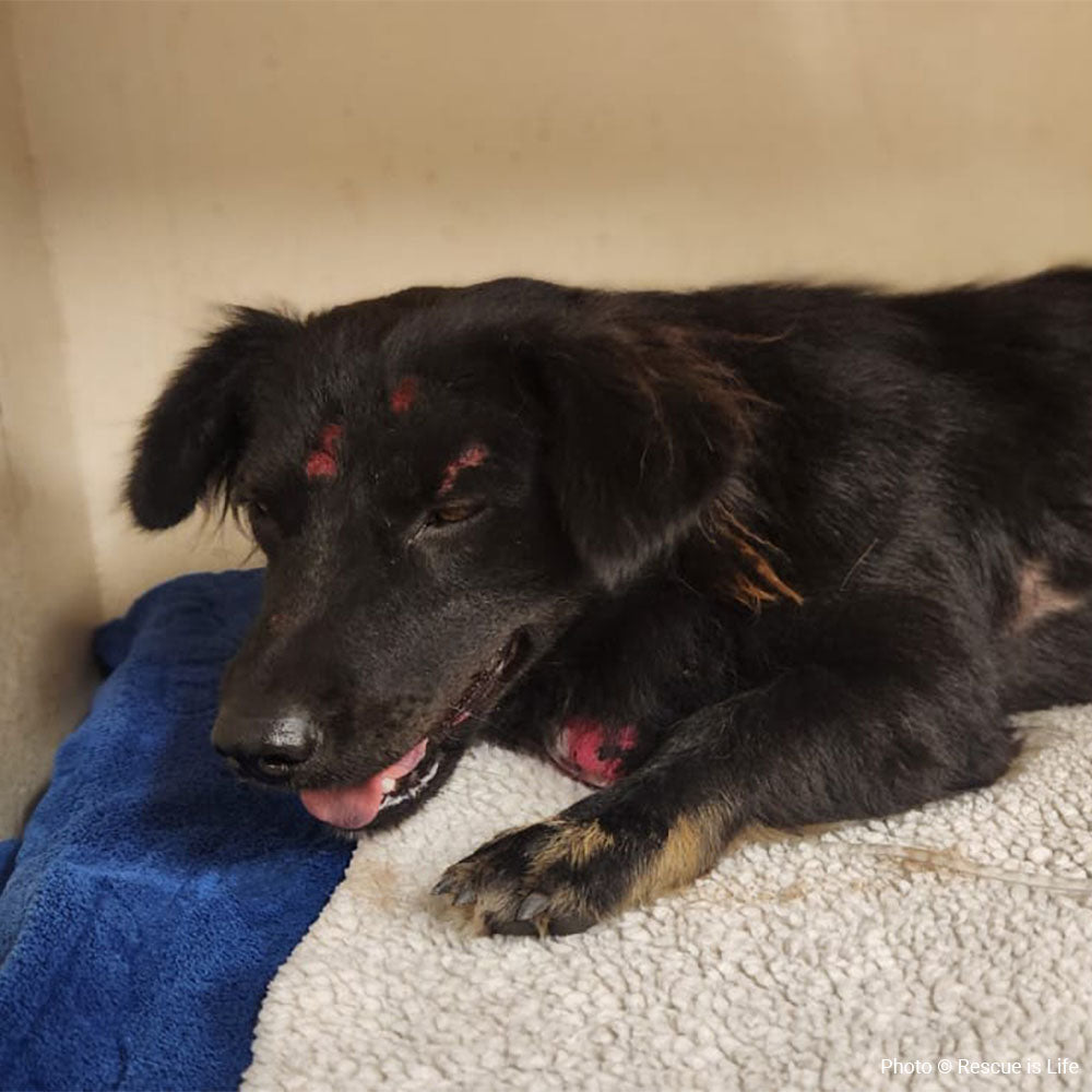 Funded: Help Botley Recover After Being Hit by a Car、mySite、camillekostekn