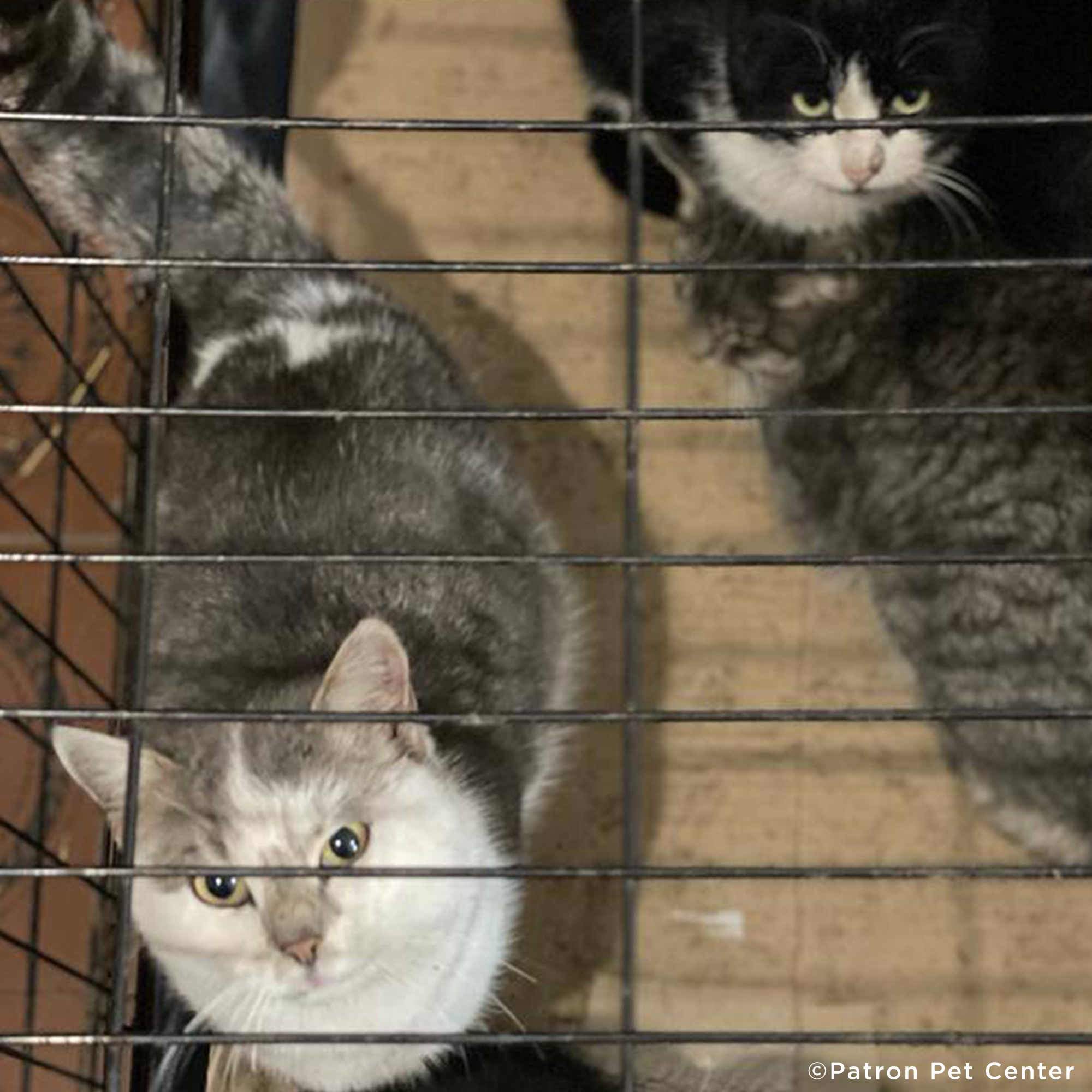 Funded: Starving Cat Rescued from Destroyed Village Needs Emergency Care、mySite、camillekostekn