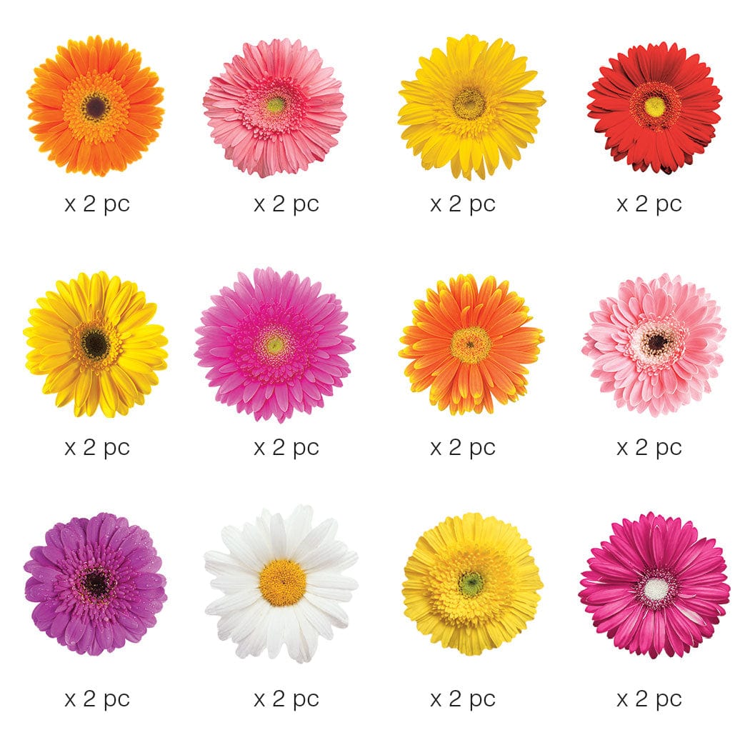  Scrapbook Stickers - Daisies Die Cut Sticker Pack、mySite、ghnorth