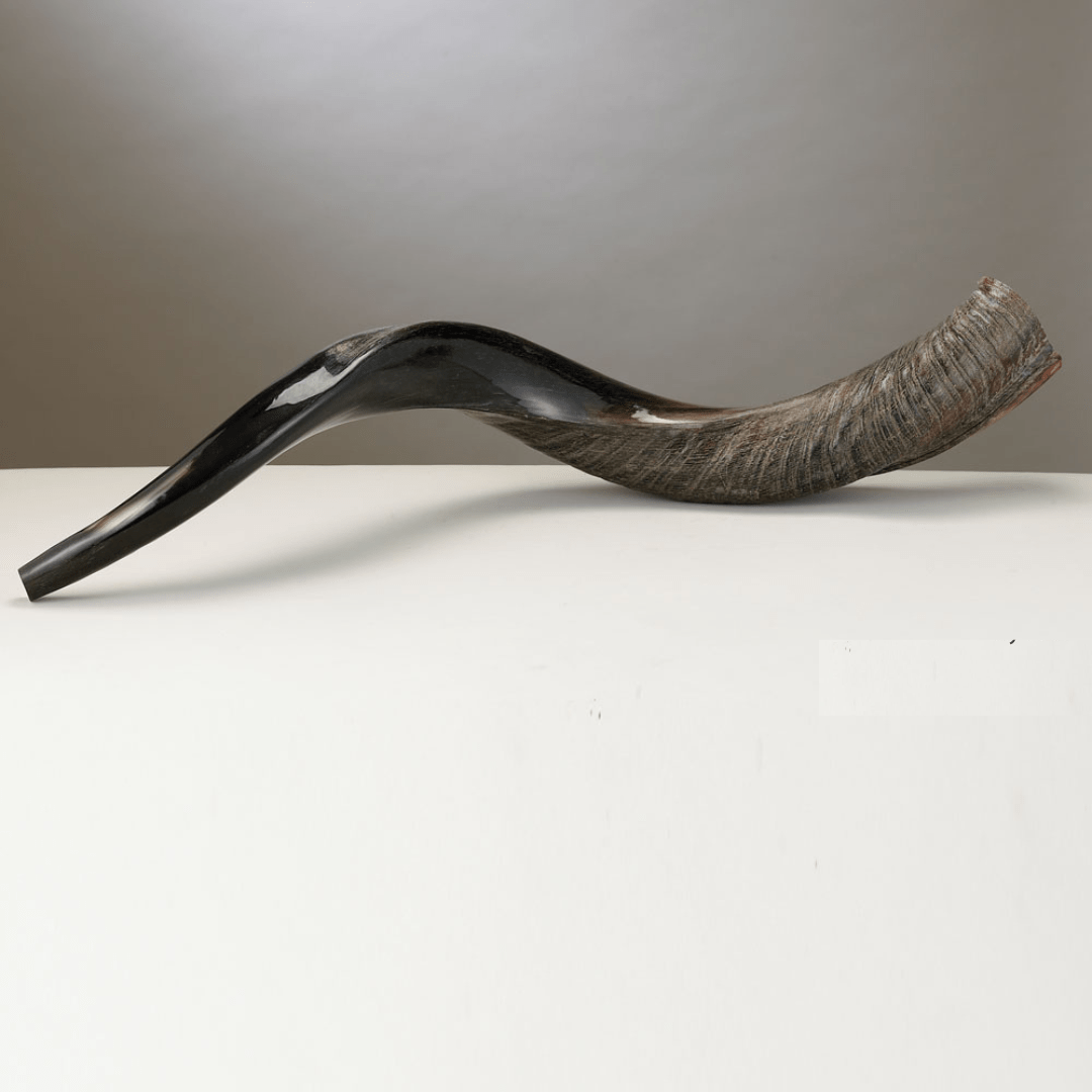 Yemenite Shofar - Long - As Seen on Colbert Report、mySite、topwebapps