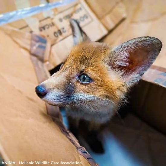 Funded: Emaciated, One-Eyed Fox Cub Needs Love & Care、mySite、camillekostekn