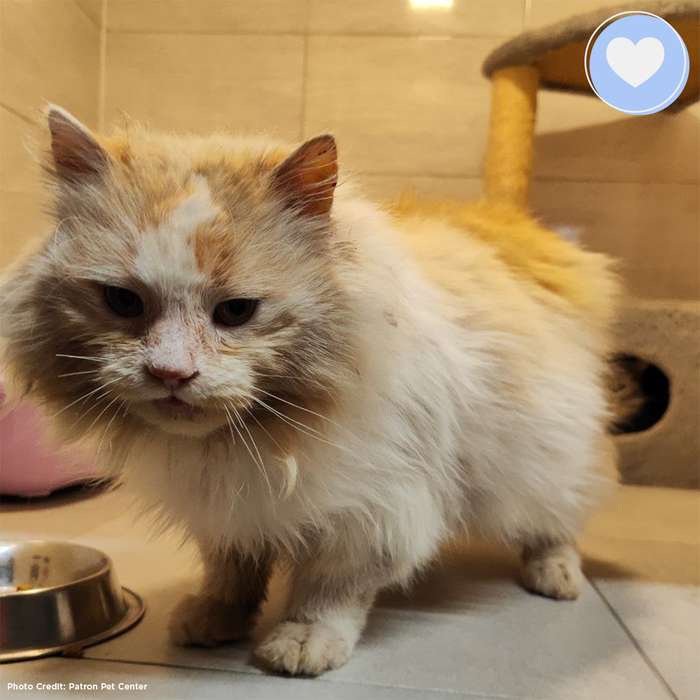 Funded: Help Lion Heal After Being Stranded in a War Zone、mySite、camillekostekn