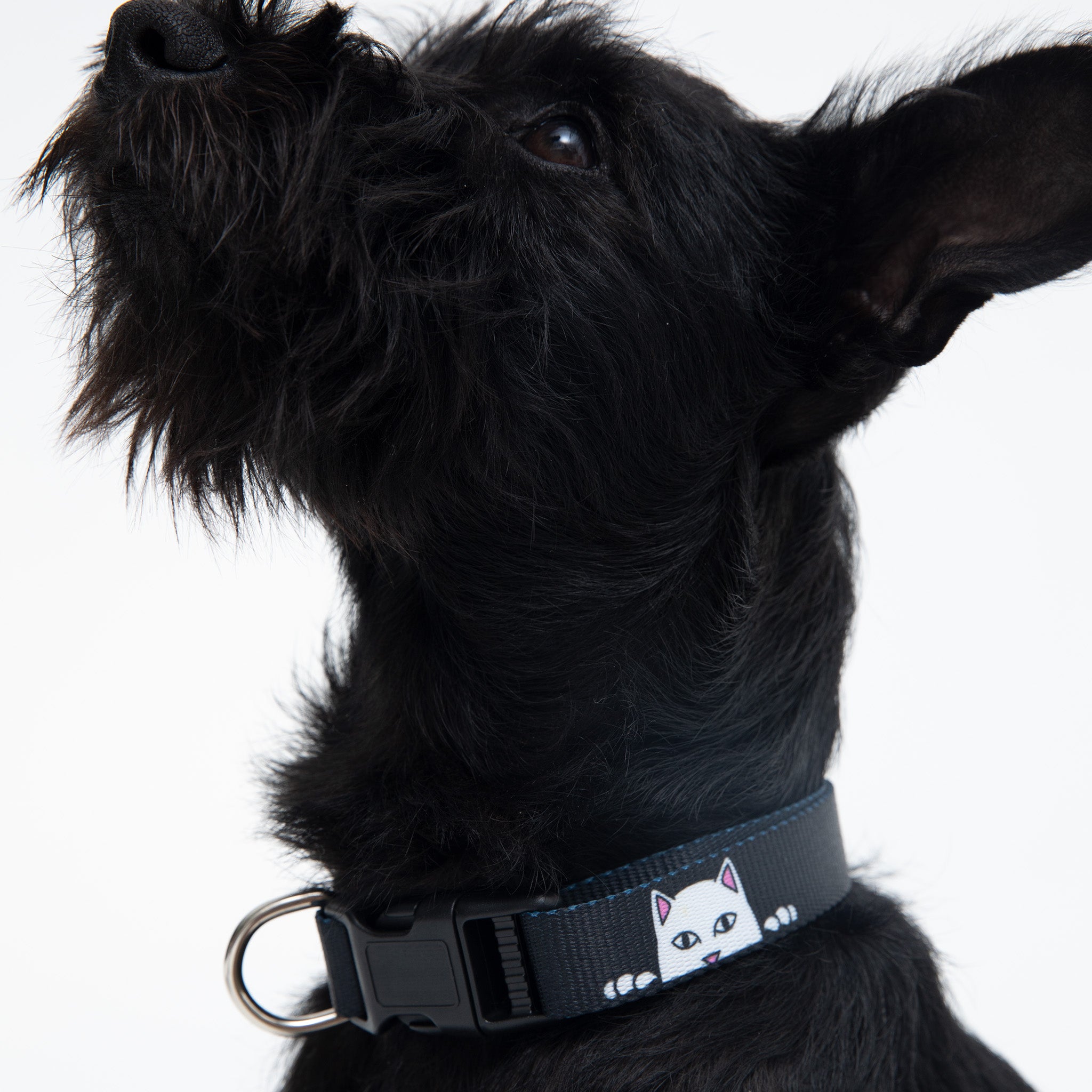  Peek A Nerm Web Belt Pet Collar (Black)、mySite、merchandisen