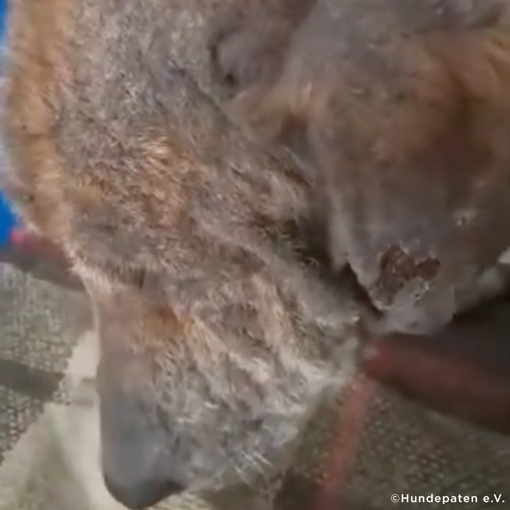 Funded: Help Emaciated Dog Who Was Waiting to Die Get Care He Needs、mySite、camillekostekn