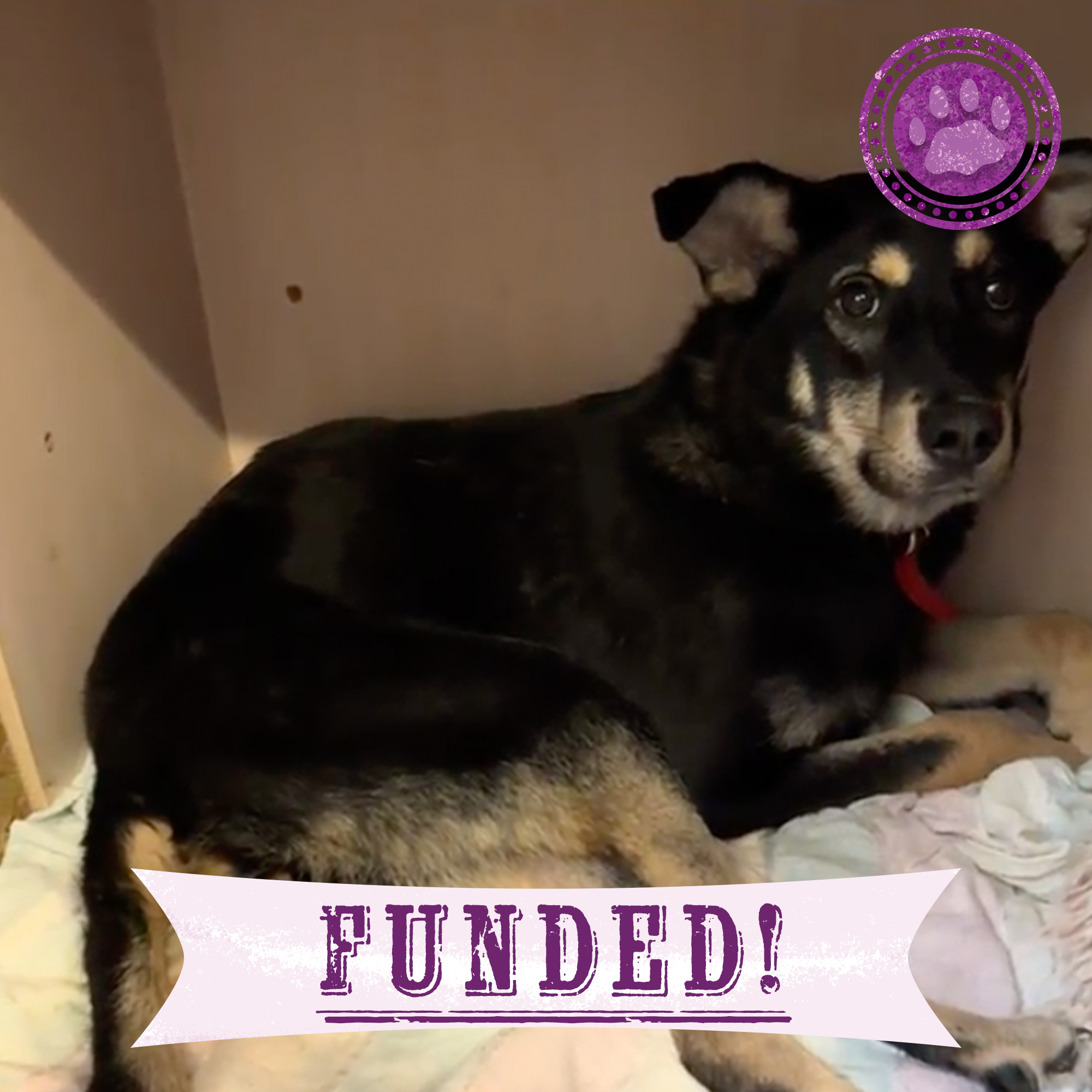 Funded: Help Dakota Walk Again After Being Hit By Vehicle Near Frontlines、mySite、camillekostekn