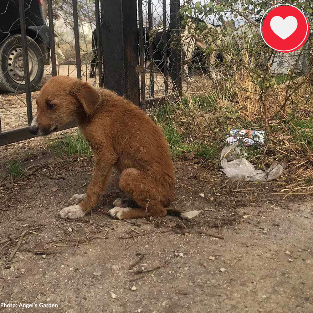 Help Spay/Neuter & Give Critical Medical Care To Dogs Living At Dump、mySite、camillekostekn