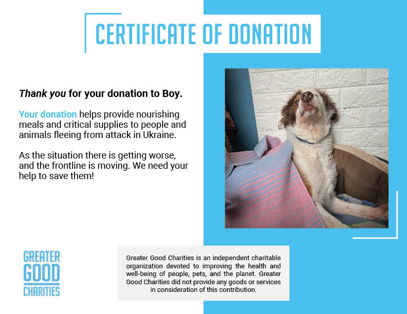 Funded: Help Boy With Two Broken Front Legs Heal、mySite、camillekostekn