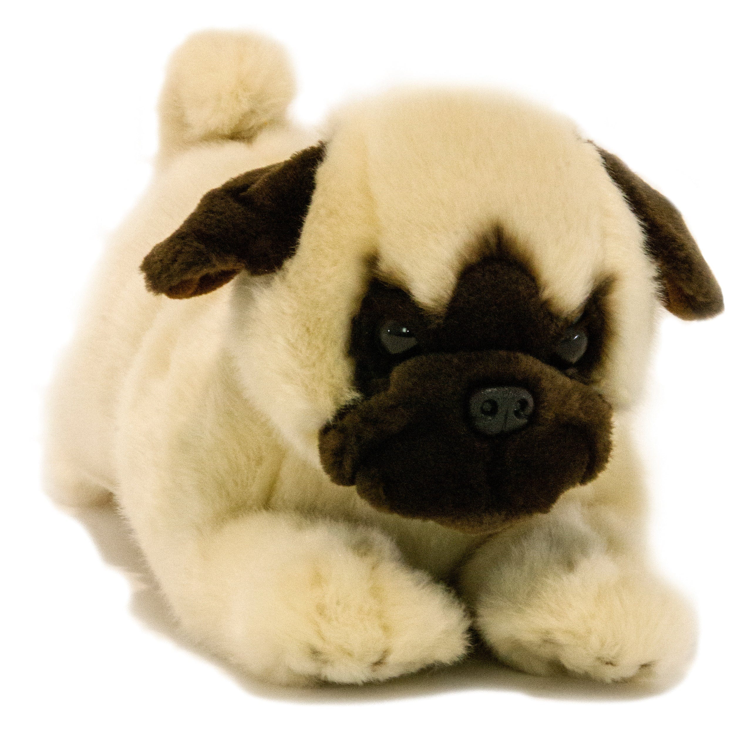 Black or Fawn Floppy Pug Puppies Eco-friendly、mySite、g9winljtr