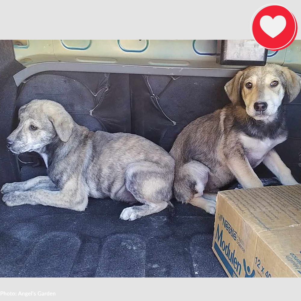 Funded: Help Clio & Linus Beat Sickness and Malnutrition、mySite、camillekostekn