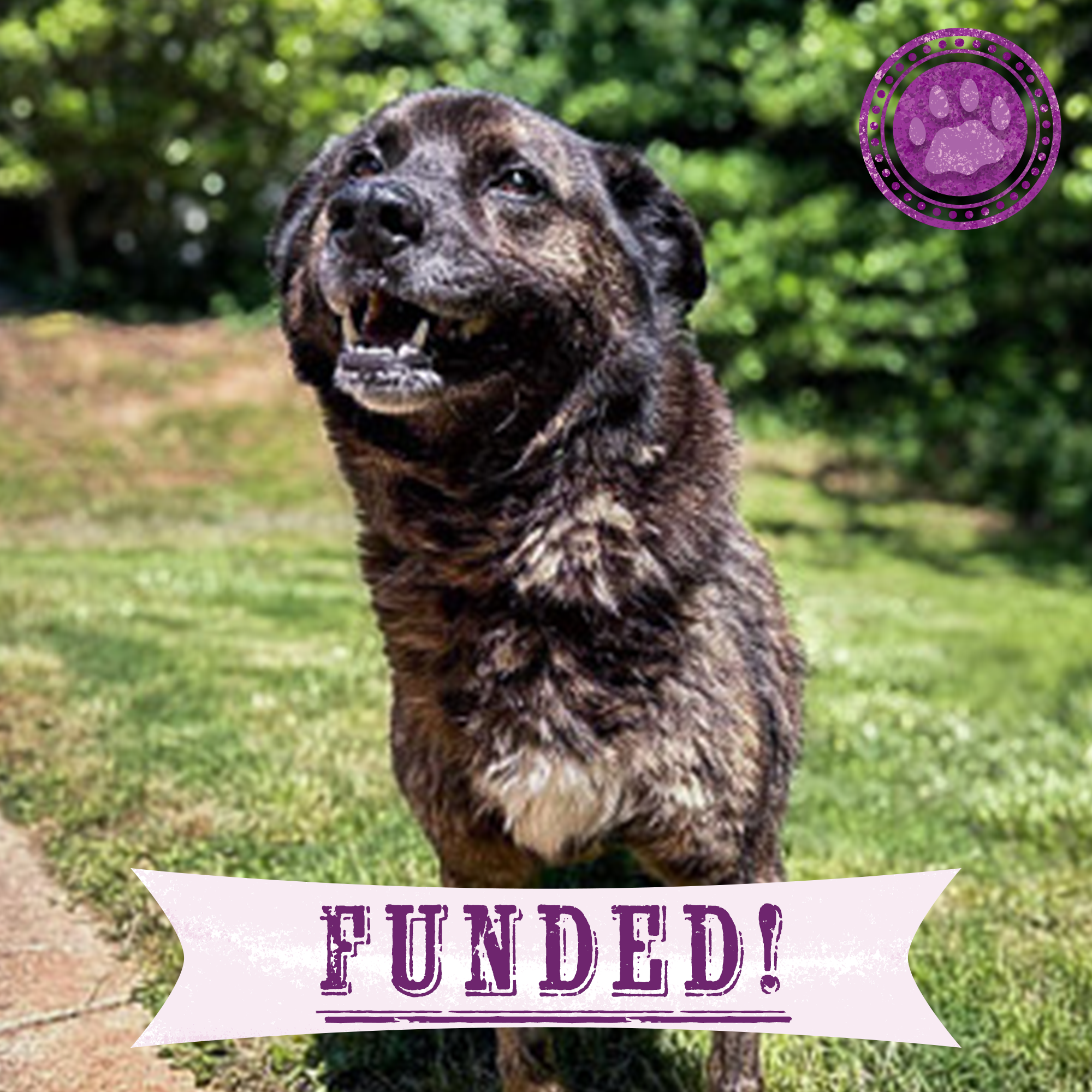 Funded: Lucky Was Shot: Help Save His Life、mySite、camillekostekn