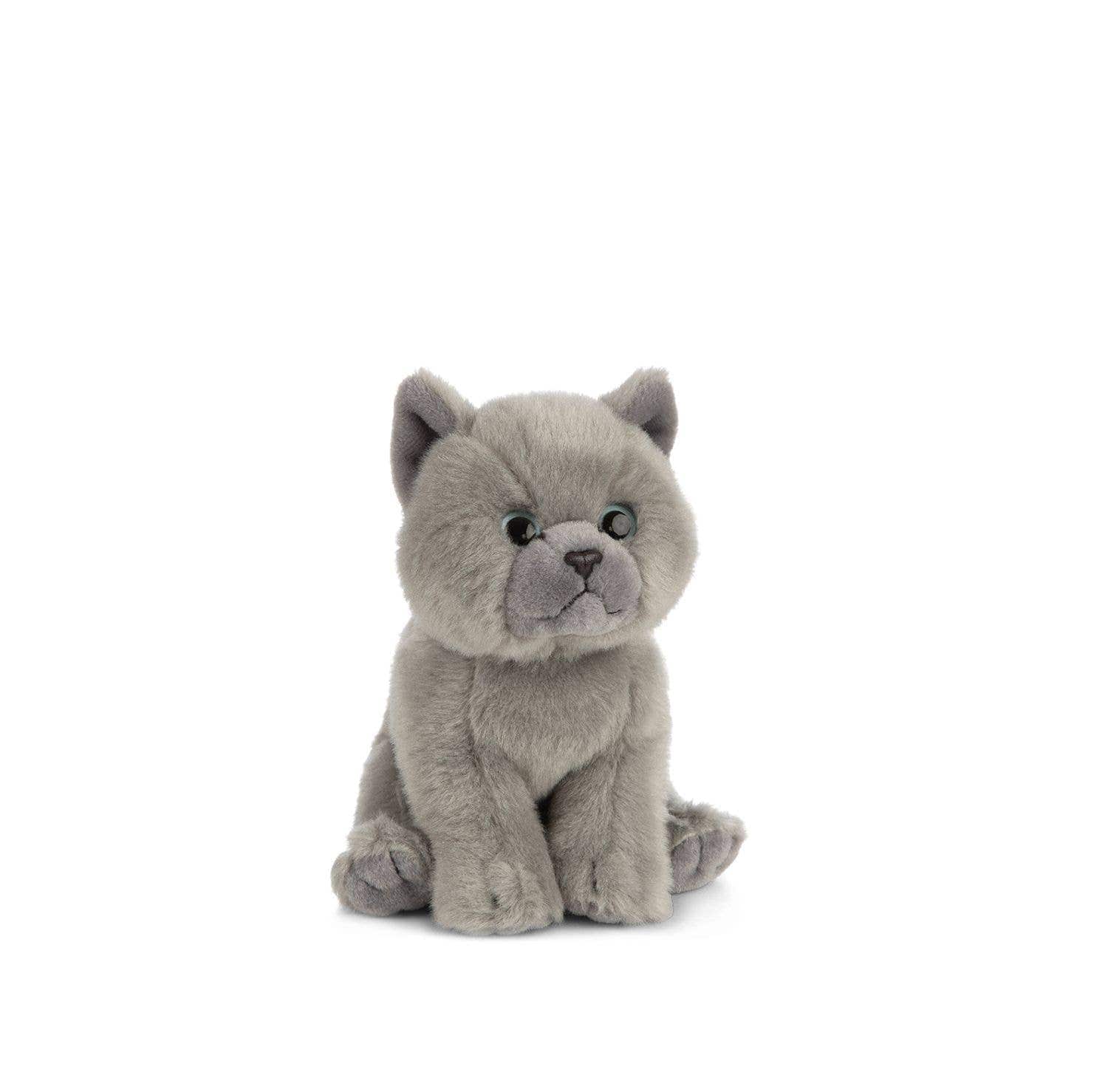 Grey British Shorthair Kitten、mySite、g9winljtr