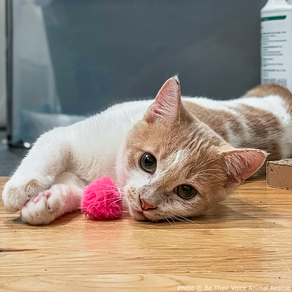 GivingTuesday: Care Package Drive for Shelter Pets、mySite、camillekostekn