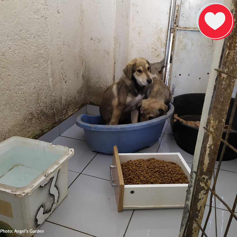 Funded: Help Clio & Linus Beat Sickness and Malnutrition、mySite、camillekostekn