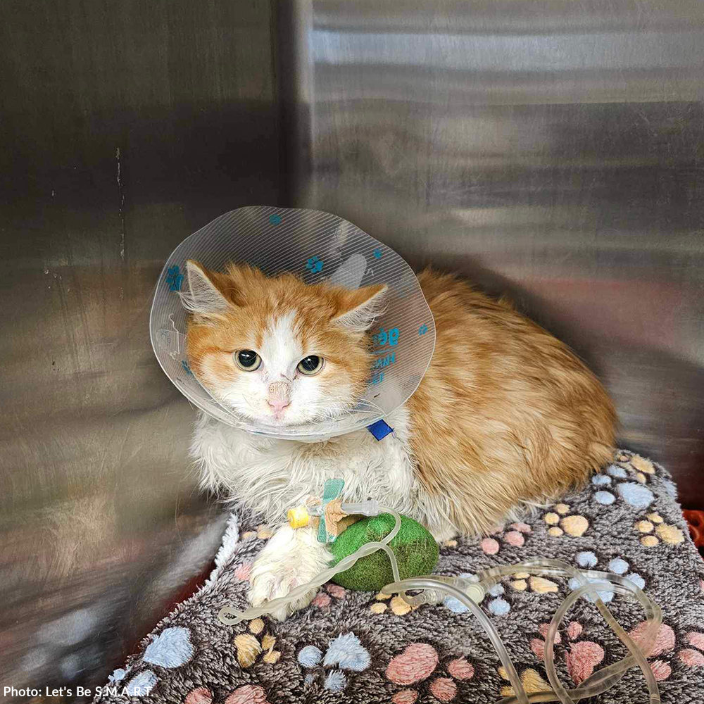 Funded: Help Leo and Tabitha Heal After Brutal Dog Attack、mySite、camillekostekn