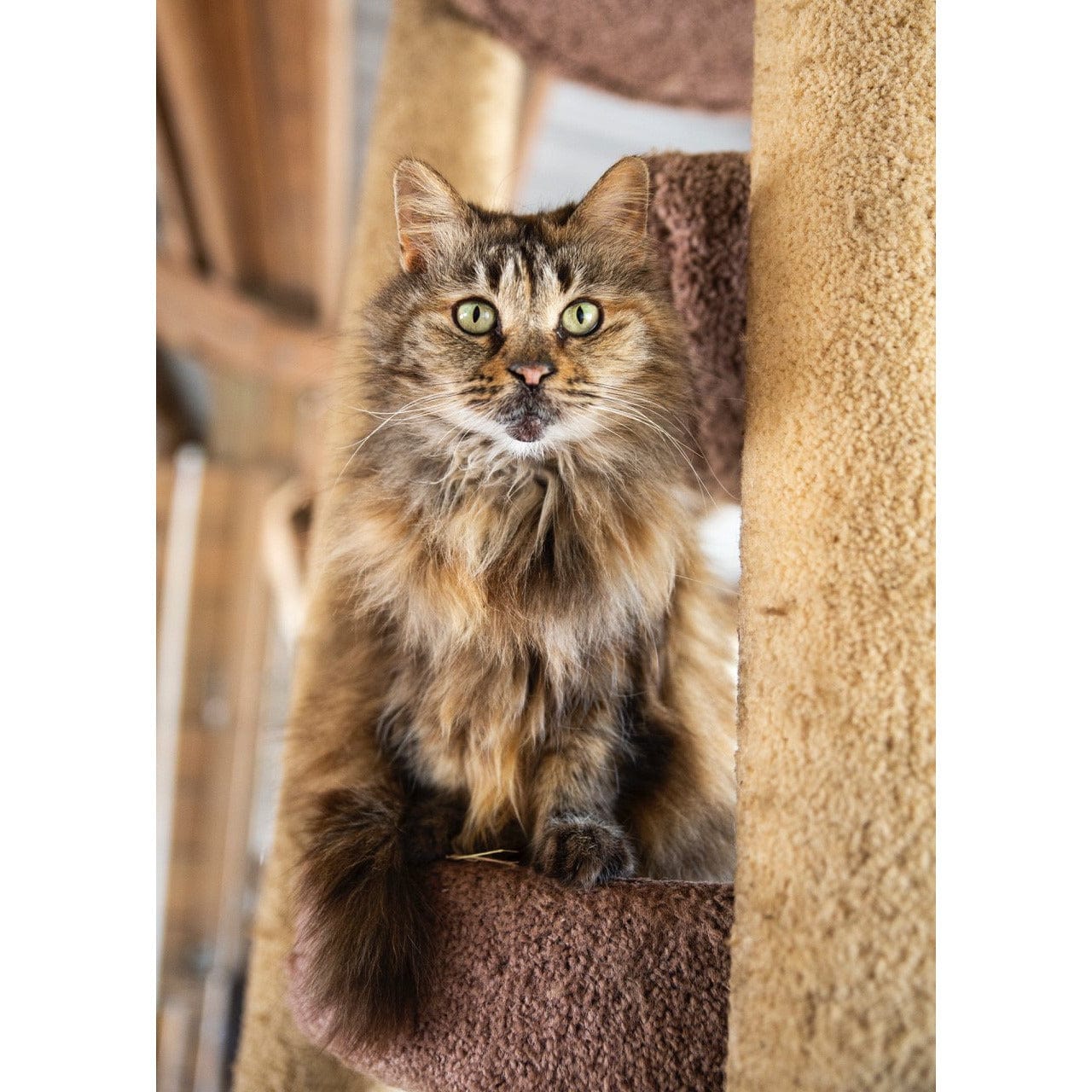 Give the GIFT of Compassion with a Rooterville Gift Card!、mySite、g9winljtr