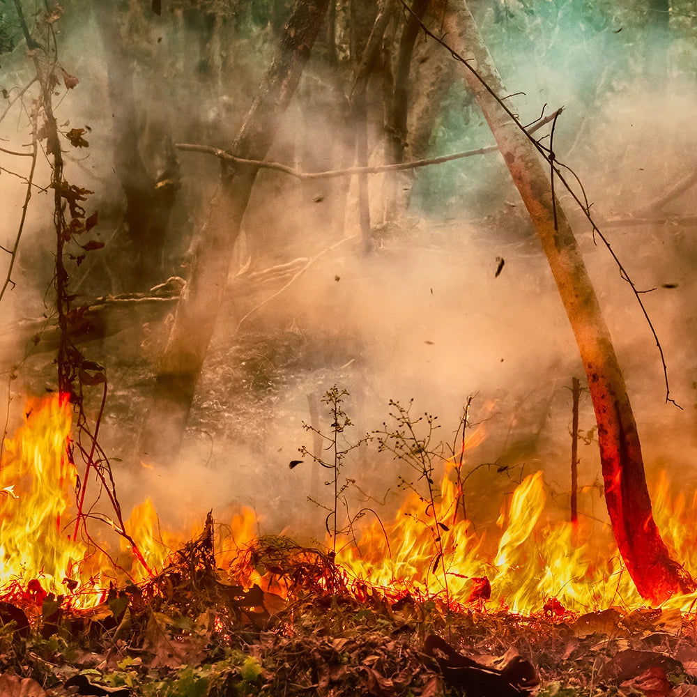 Help People and Pets Suffering from Extreme Heat、mySite、camillekostekn