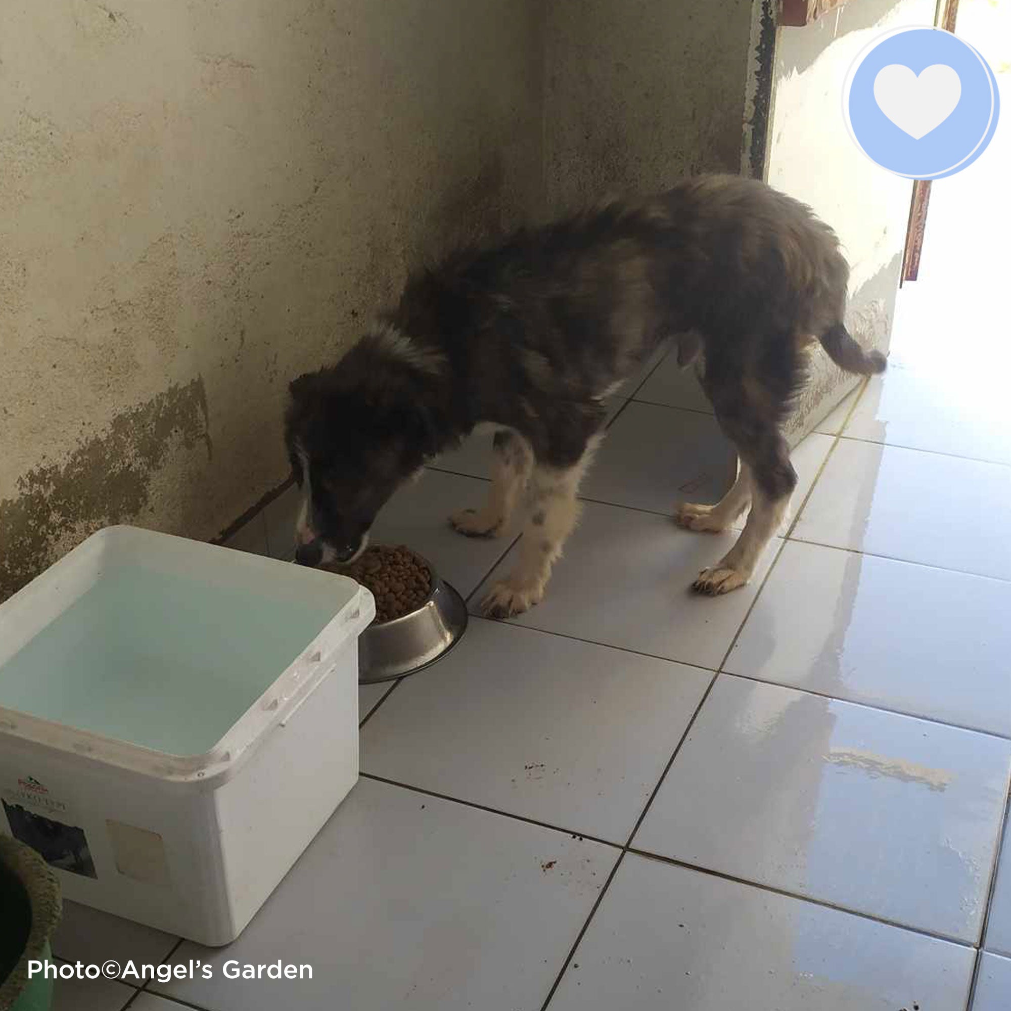 Funded: Helios Needs You to Beat Malnourishment and Neglect、mySite、camillekostekn