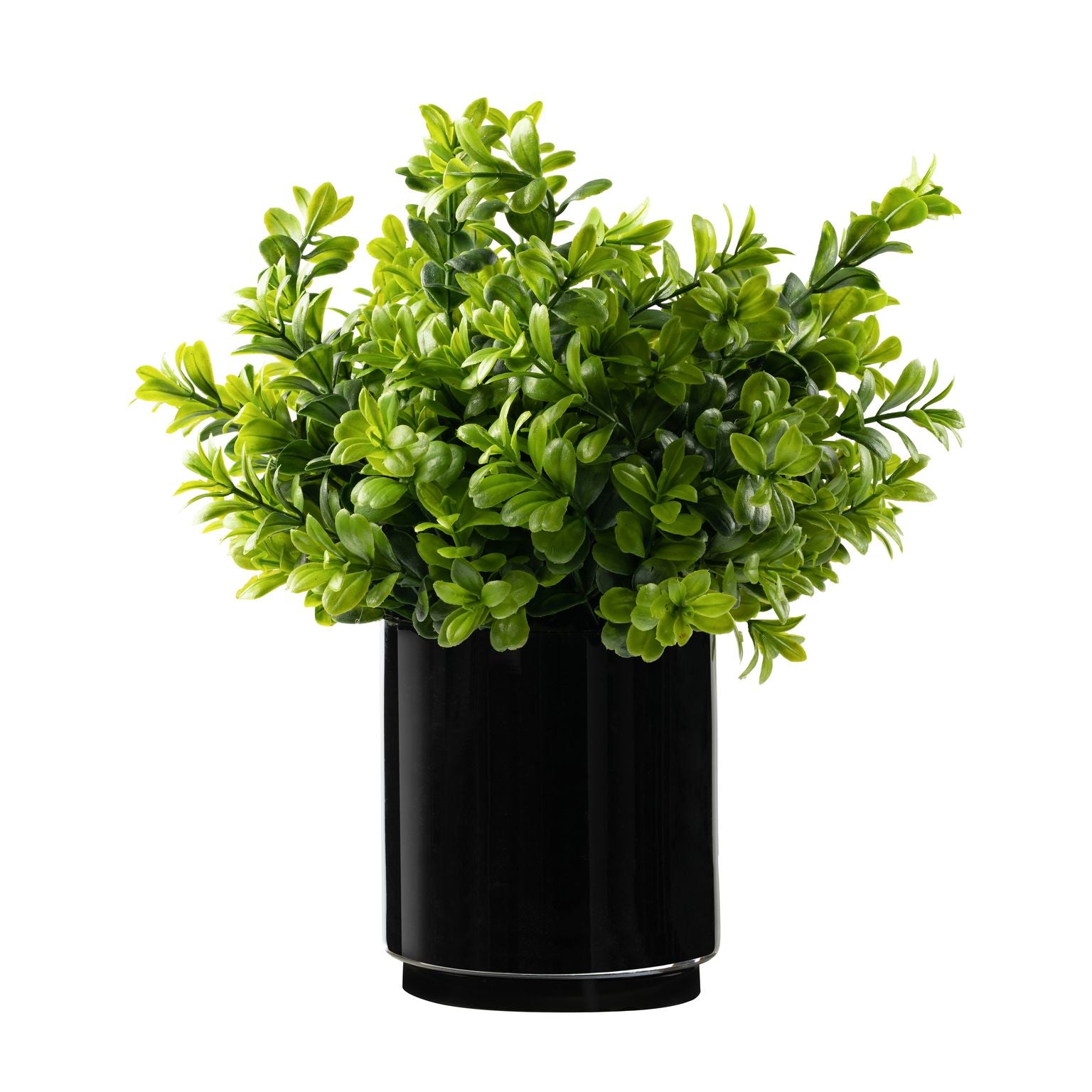  DH Black Glass Boxwood、mySite、elrpsem3k
