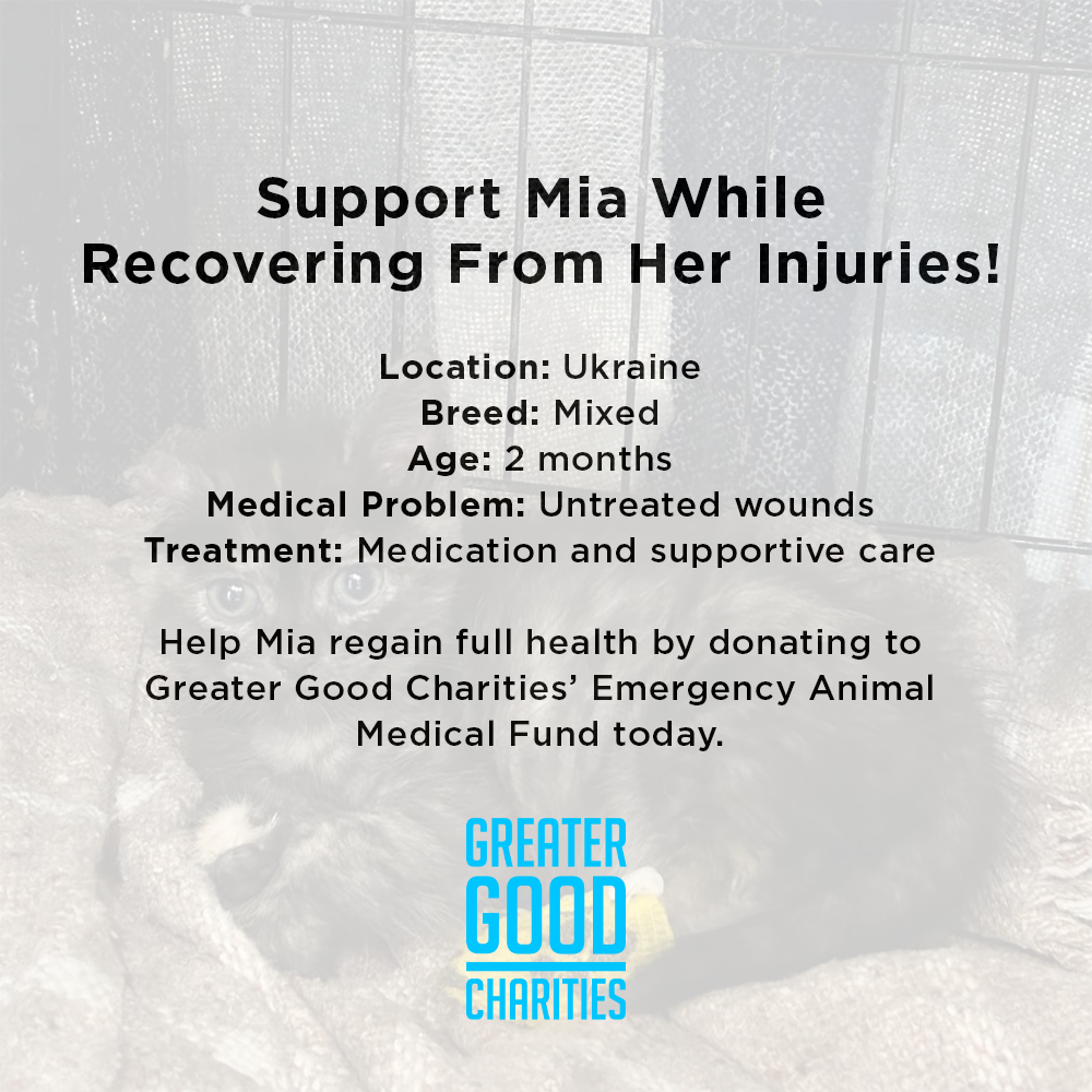 Support Mia While Recovering From Her Injuries、mySite、camillekostekn