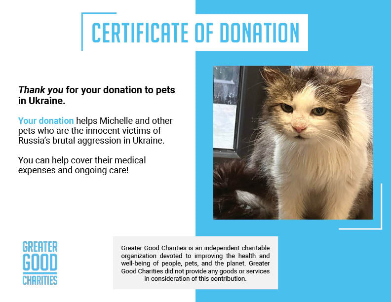 Funded: Michelle And Her Kittens Need You To Beat Severe Illness、mySite、camillekostekn