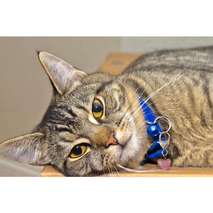 Crystal Rose Quartz Healing Pet Pendant Harmony、mySite、g9winljtr