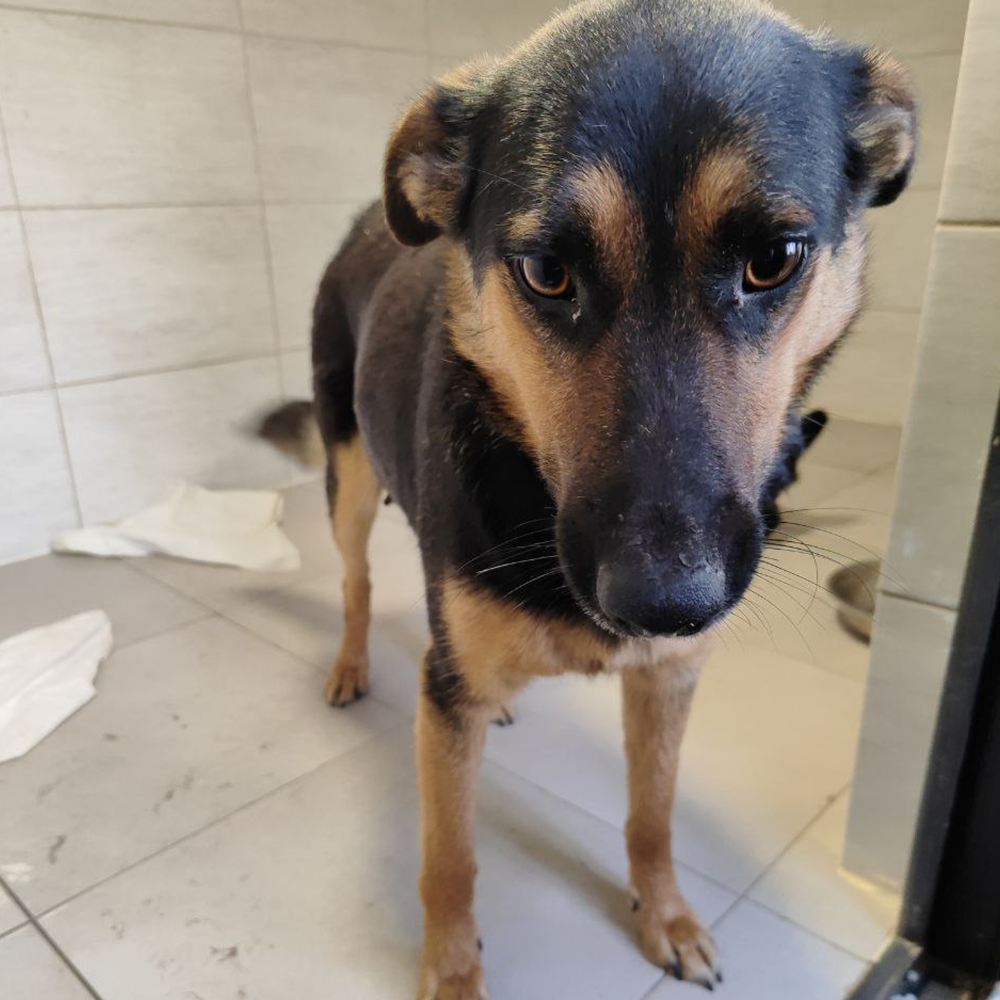 Funded: Help Lesya and Her Puppies Recover from Malnutrition After Being Rescued from Frontlines、mySite、camillekostekn