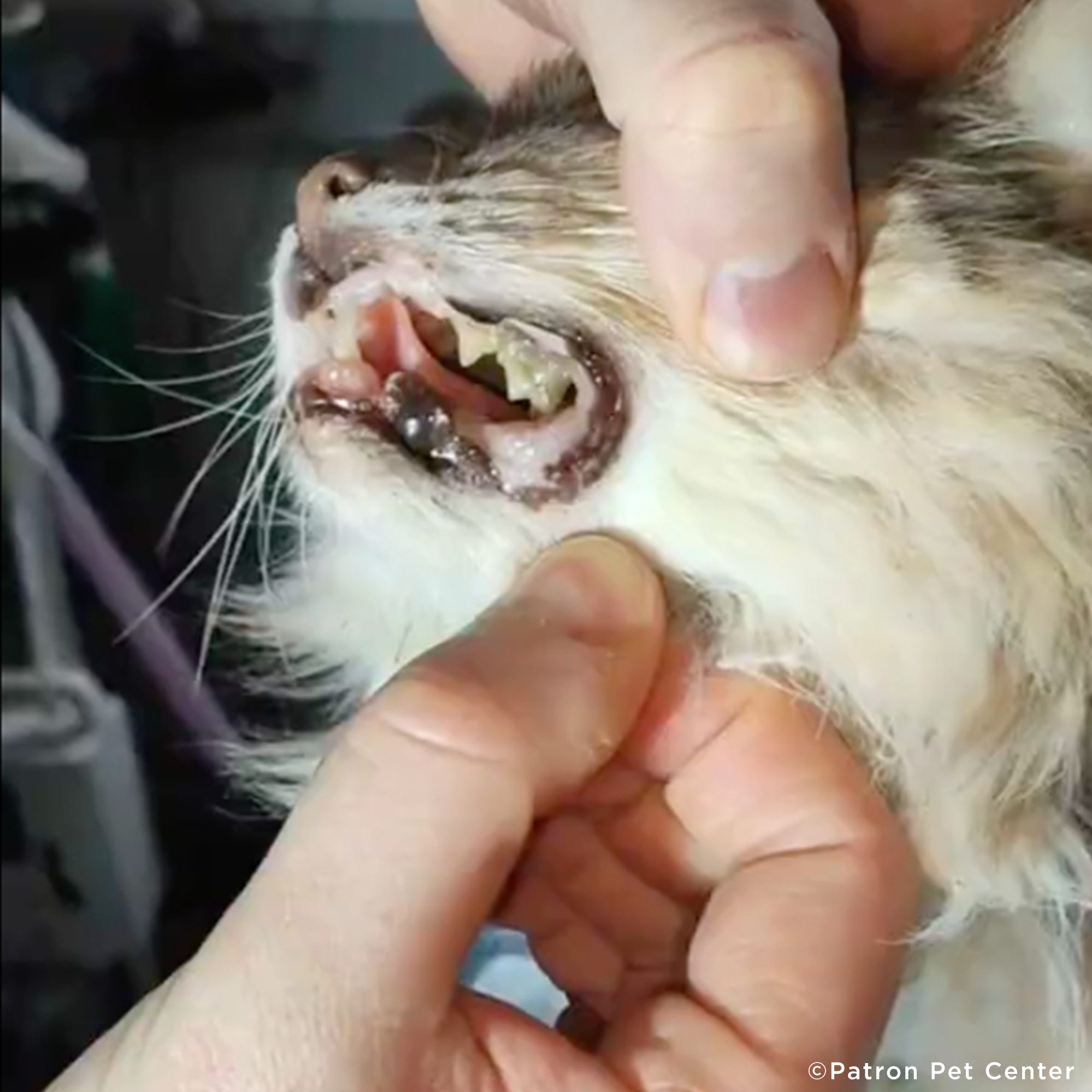 Funded: Help Senior Cat Rescued From Frontlines Heal、mySite、camillekostekn