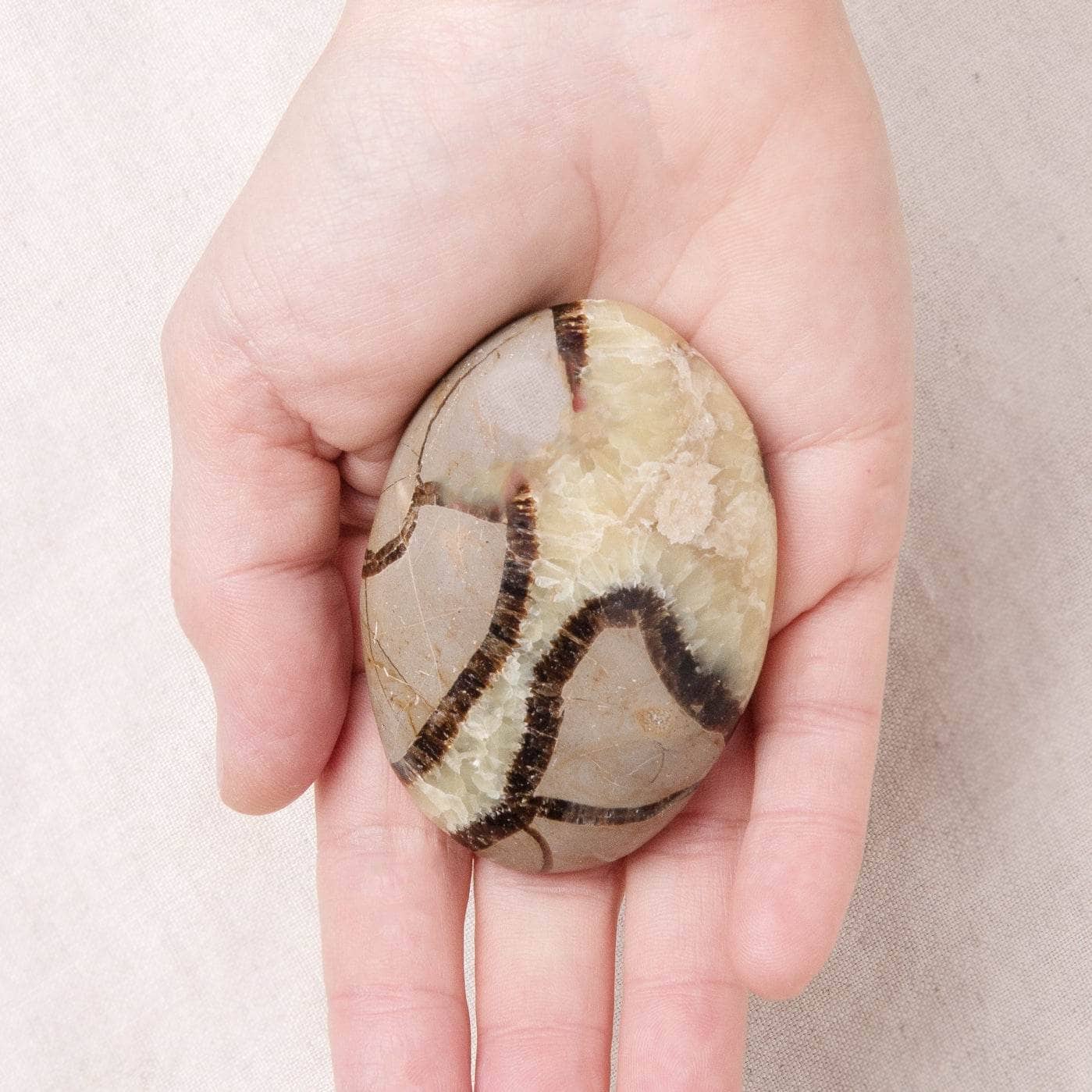 Black Septarian Palm Stones - AAA Premium Quality、mySite、hinf8tx79