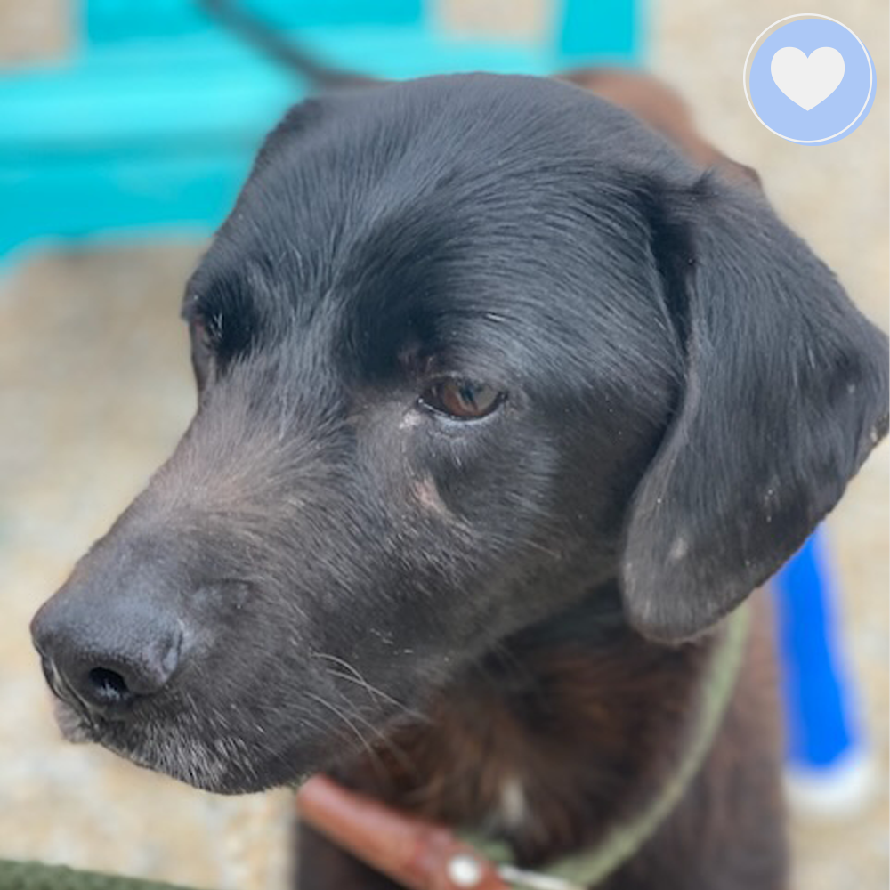 Funded - Help Francis Get Surgery To Walk Pain Free、mySite、camillekostekn