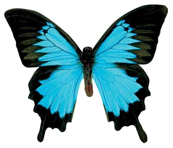  Note Card - Mountain Blue Butterfly、mySite、ghnorth