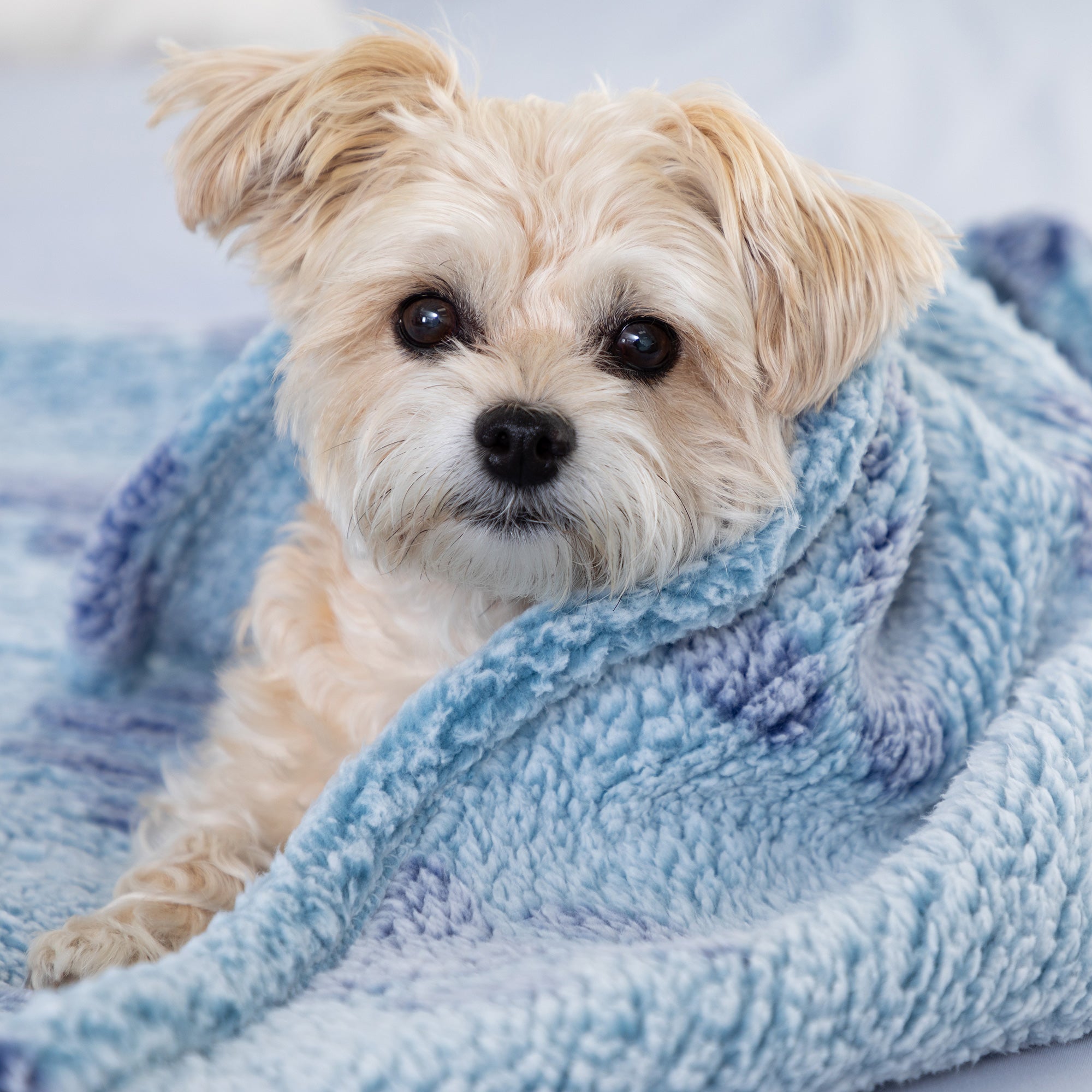 Paws I Love You Plush Sherpa Fleece Pet Blanket、mySite、camillekostekn