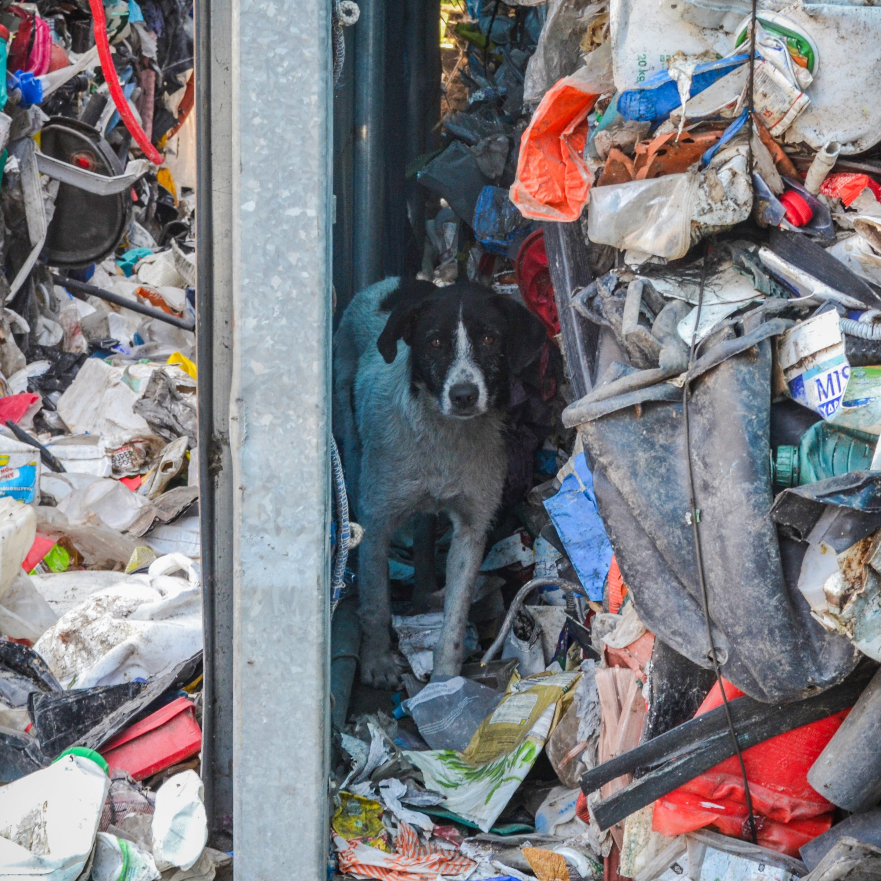 Thousands of Sick and Starving Dogs Need Urgent Care、mySite、camillekostekn