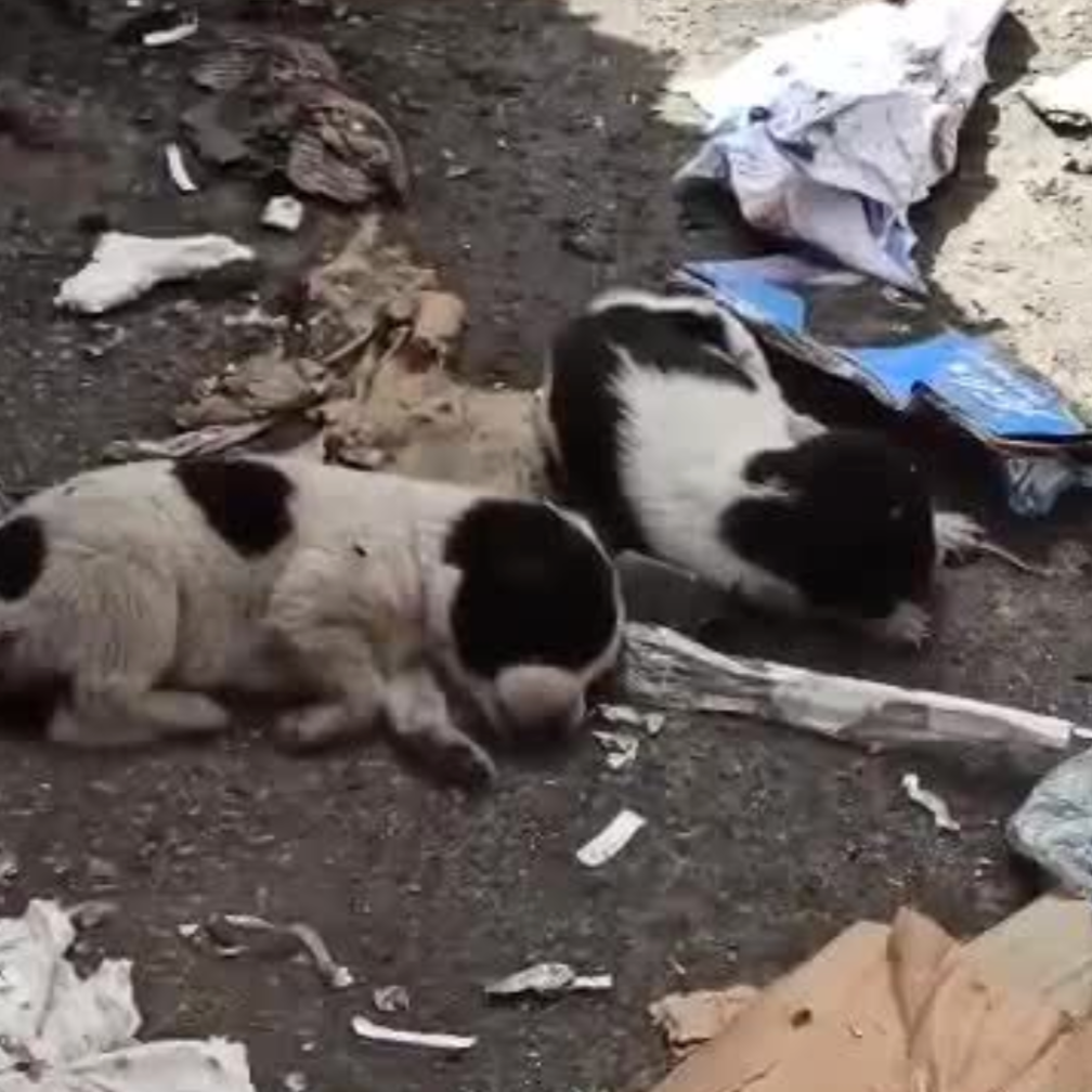 Thousands of Sick and Starving Dogs Need Urgent Care、mySite、camillekostekn