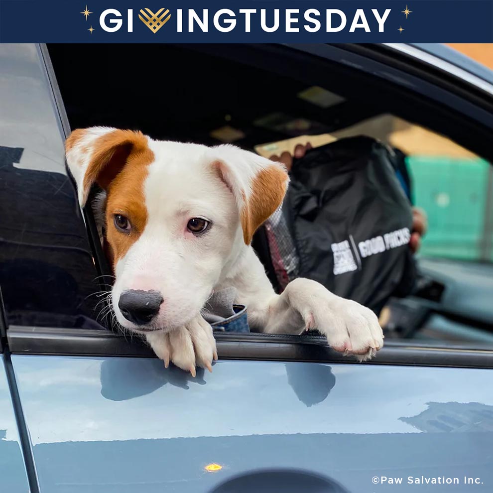 GivingTuesday: Send Good Packs to Homeless Americans and their Pets、mySite、camillekostekn