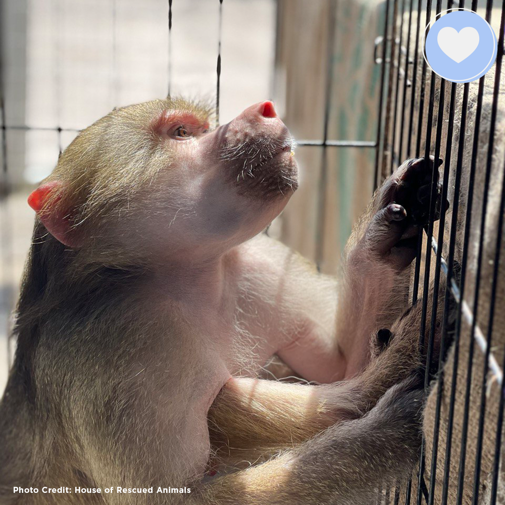 Funded: Help Zosia Heal from a Life of Neglect、mySite、camillekostekn