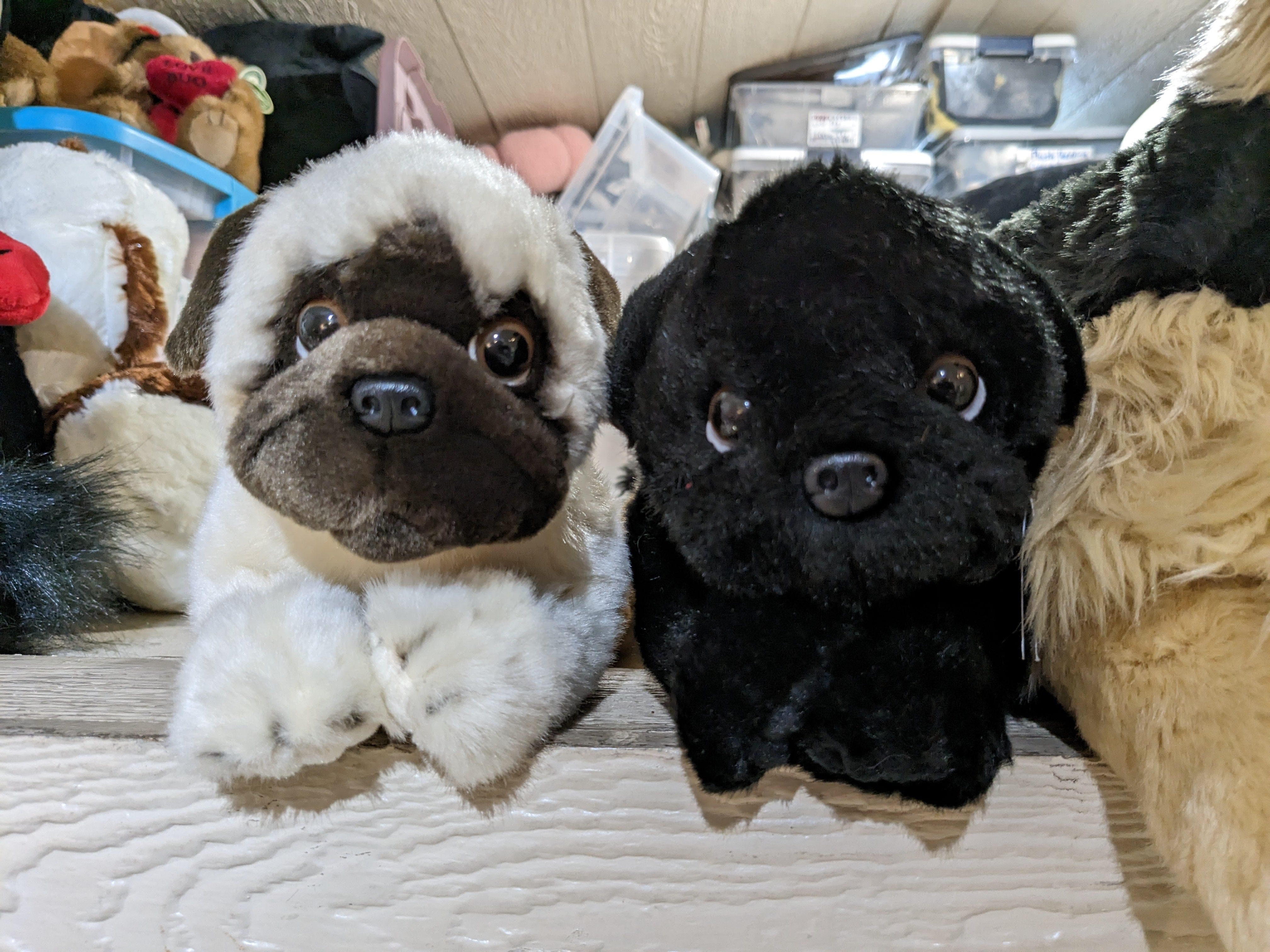 Black or Fawn Floppy Pug Puppies Eco-friendly、mySite、g9winljtr
