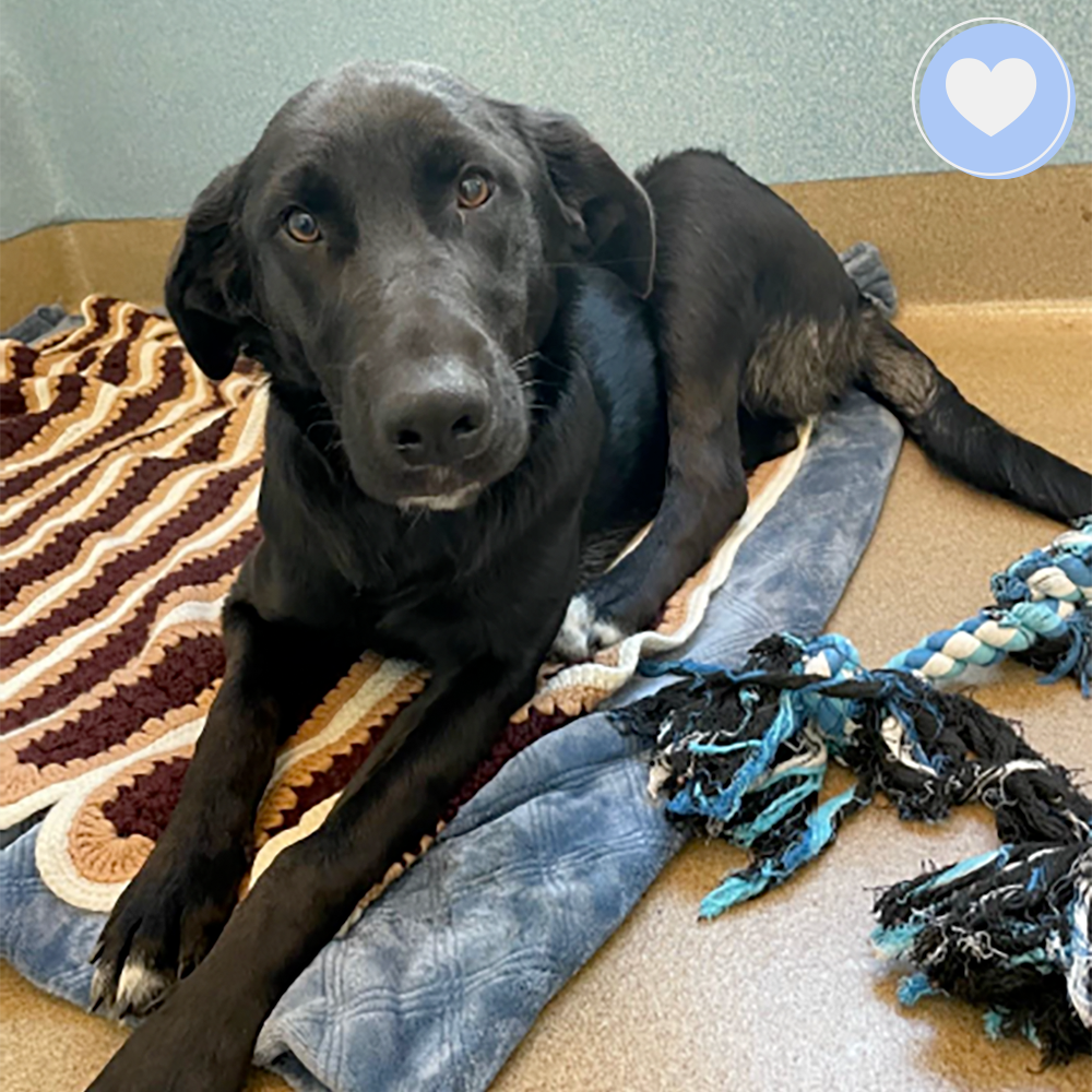 Funded: Help Alley Walk With Ease、mySite、camillekostekn