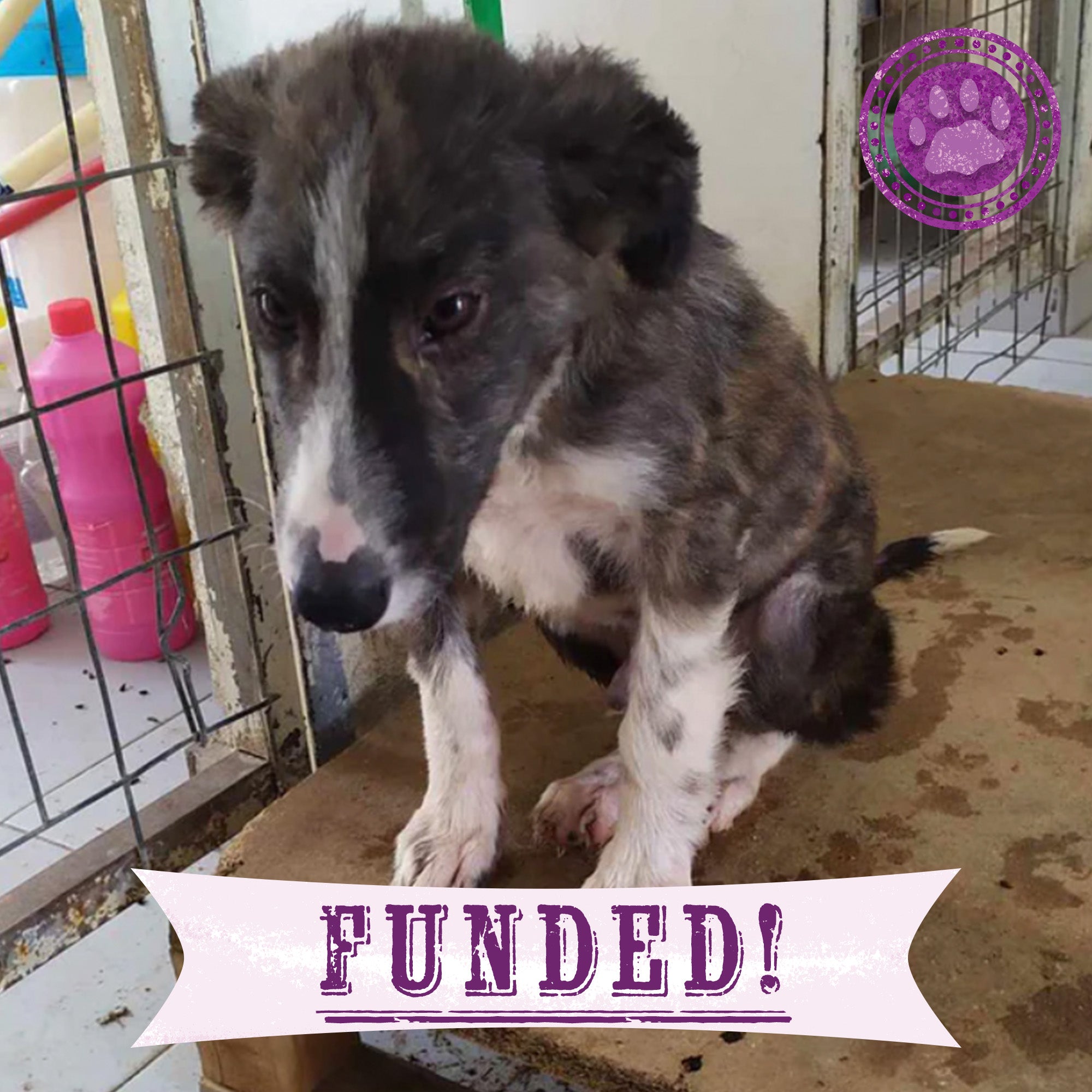 Funded: Helios Needs You to Beat Malnourishment and Neglect、mySite、camillekostekn